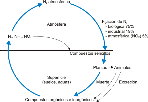 El ciclo del nitrógeno